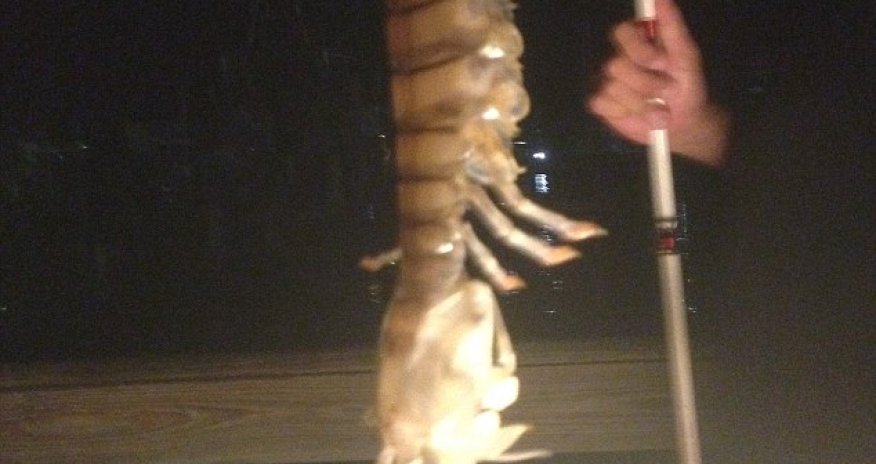 Fisherman reels in 18-inch mystery species - PHOTO