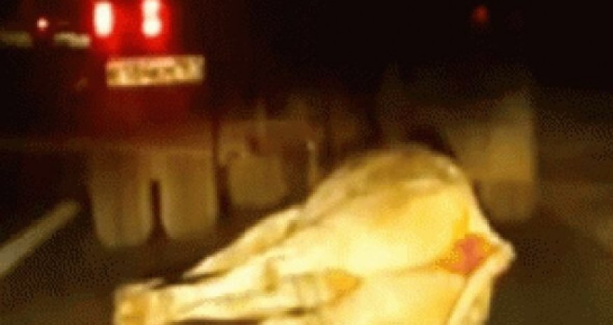 İnəyi maşının arxasına bağlayıb sürüdülər - VİDEO