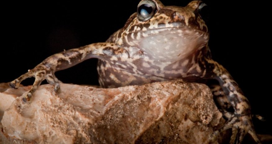 Lost frogs: finding the world's rarest amphibians - PHOTO