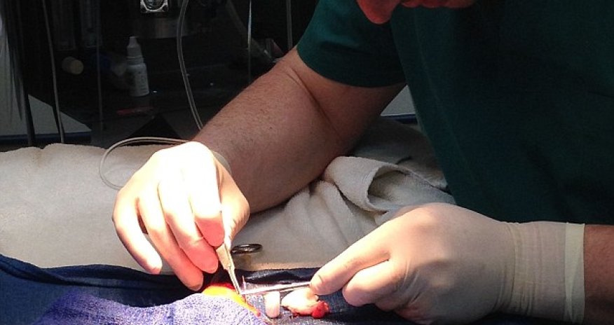 Would you perform life-saving surgery on your GOLDFISH? - PHOTO