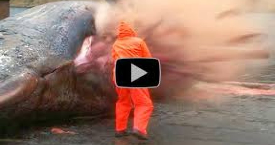 Exploding whale carcass caught on camera in the Faroe Islands - PHOTO+VIDEO