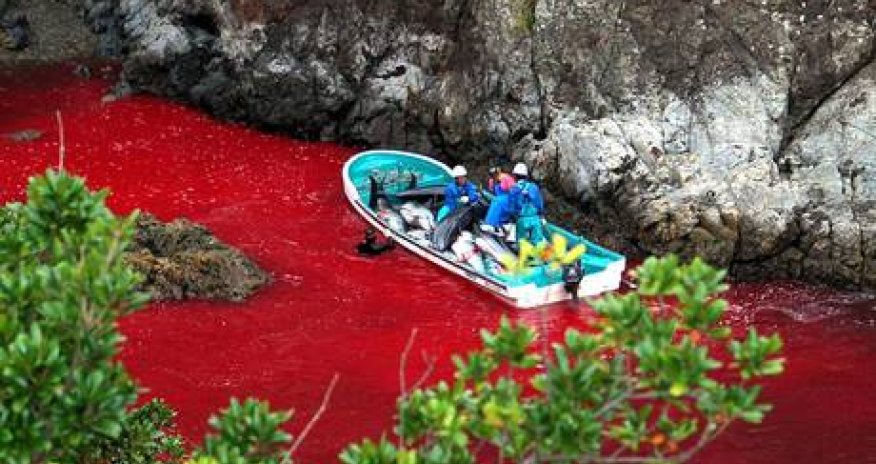 Dolphin hunting season begins at Taiji Cove - PHOTO