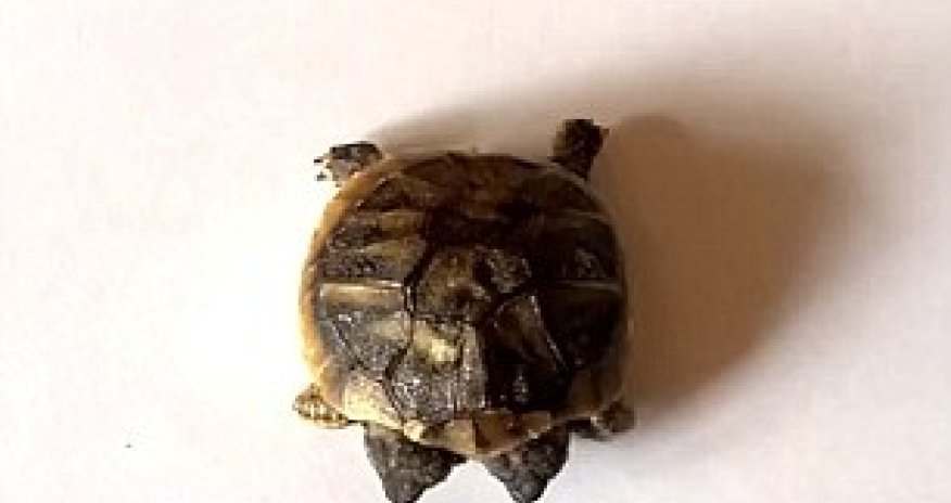 DOUBLE-HEADED tortoise born in Denmark - PHOTO+VIDEO