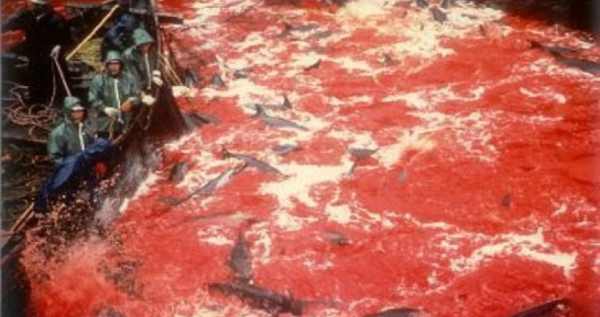 Japan must put an end to the brutal slaughter and torture of its dolphins