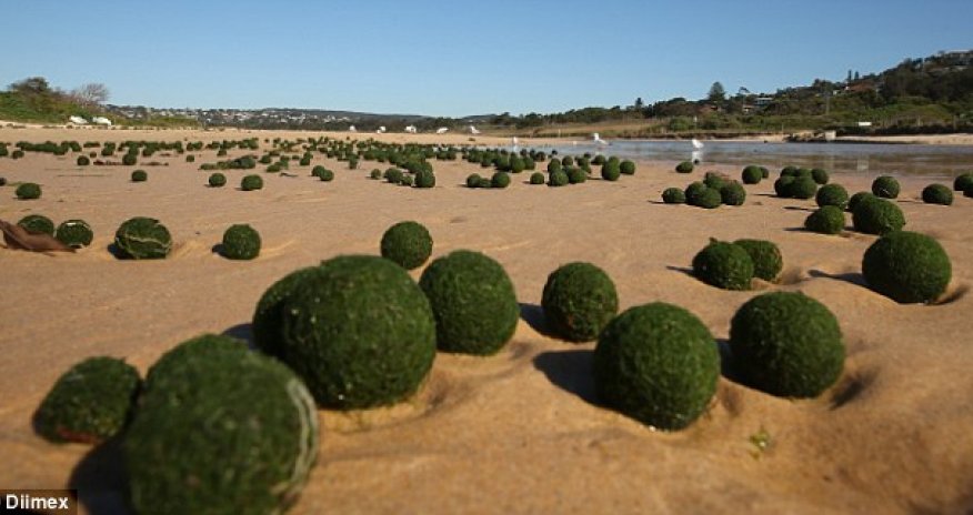 Where did the green 'alien eggs' come from? - PHOTO