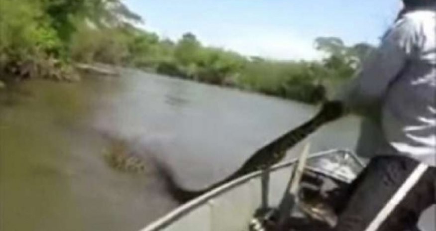 Incredible footage of man taking giant anaconda by the tail - VIDEO
