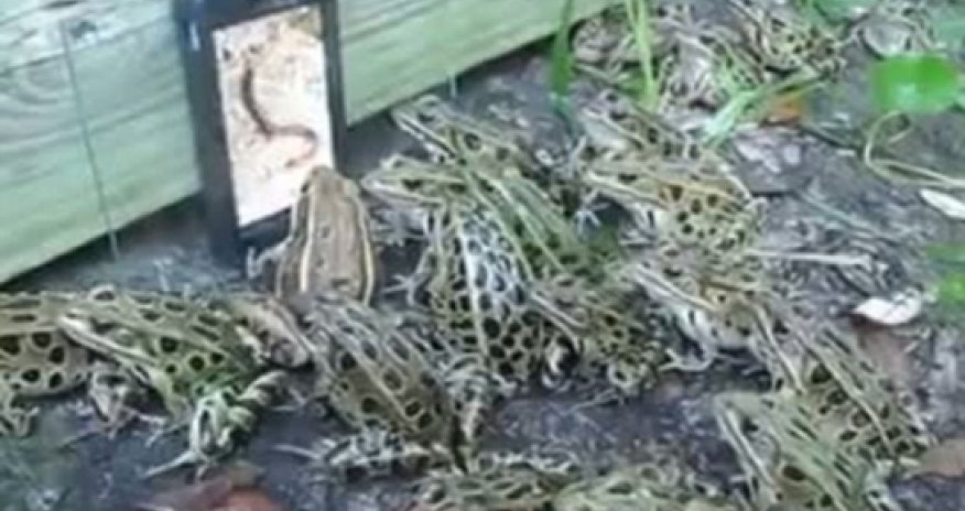 Bizarre video shows hungry amphibians crowding around footage of worms - VIDEO