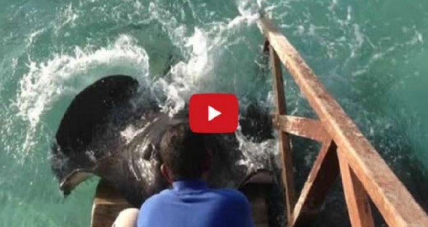 Stingray jumps onto ramp for food - VIDEO
