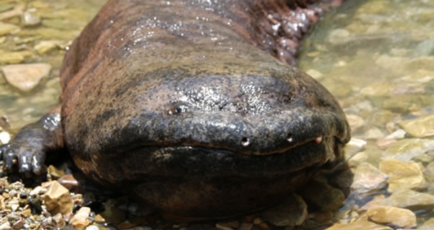 Giant Salamander Emerges from River in Japan - PHOTO+VIDEO