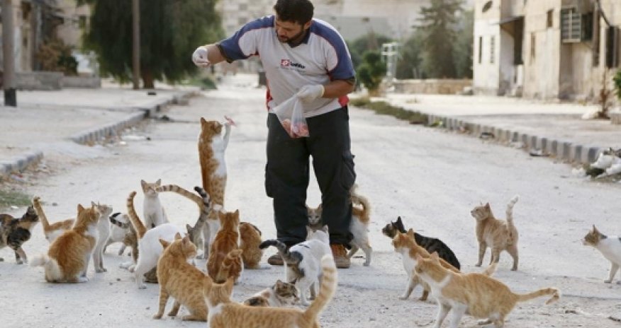 Picture of the day: Cats of Aleppo