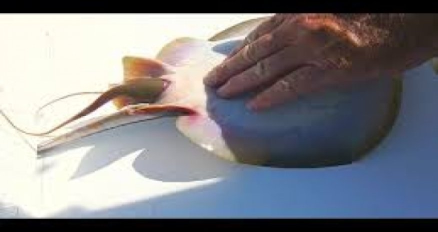Fisherman Helps Stingray Give Birth - VIDEO