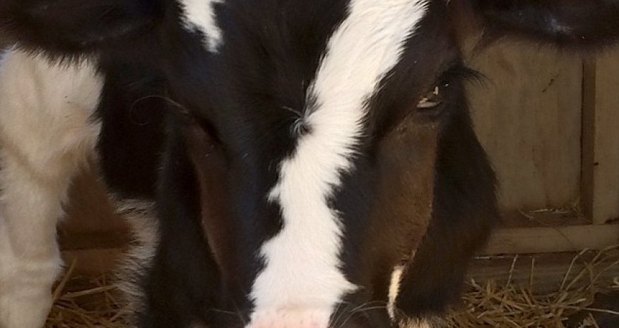 Baby calf born with a perfect white number seven - PHOTO