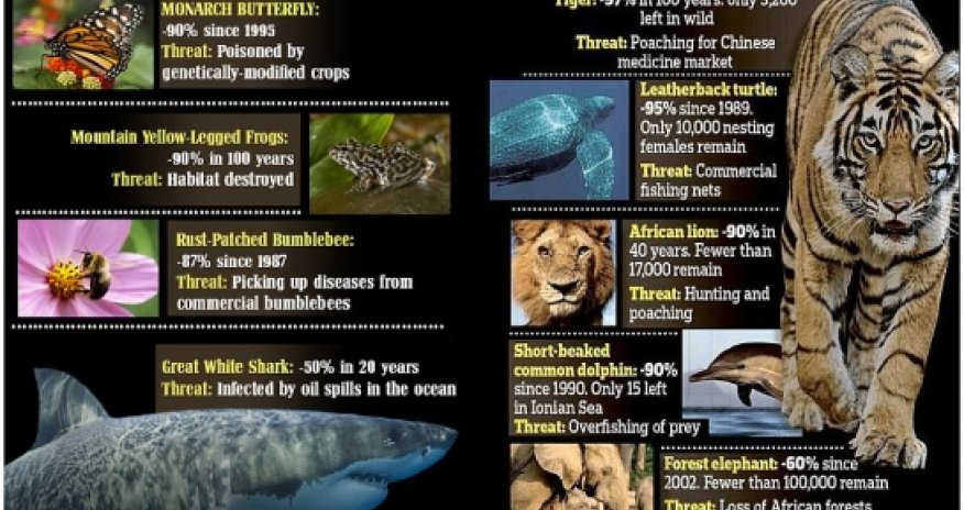 HALF the world's wild animals have disappeared in 40 years - PHOTO