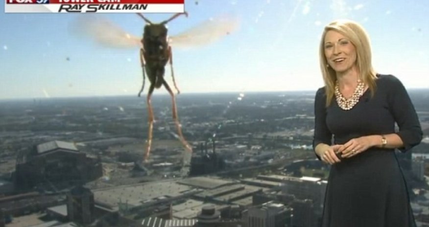 When insects attack!