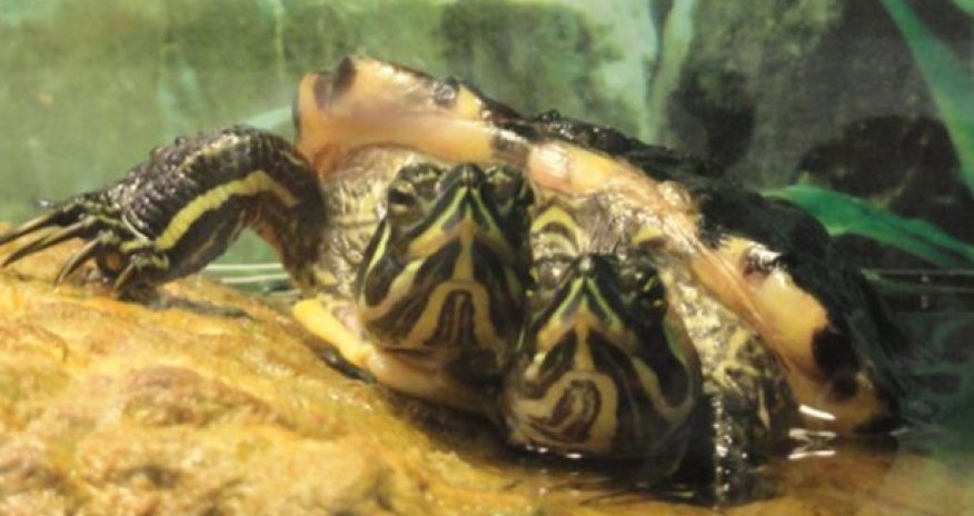 World's weirdest animals - PHOTO+VIDEO