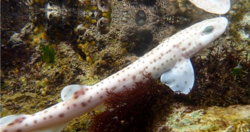 Sharks can be 'social or solitary' - PHOTO