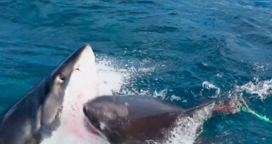Viral Video of the Day: Great White Shark Deathmatch - VIDEO