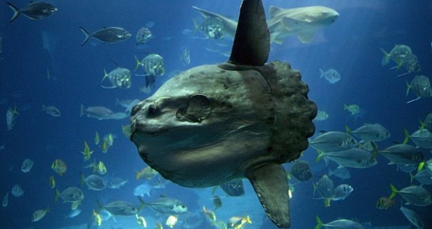 The world's rarest and creepiest sea creatures revealed - PHOTO+VIDEO