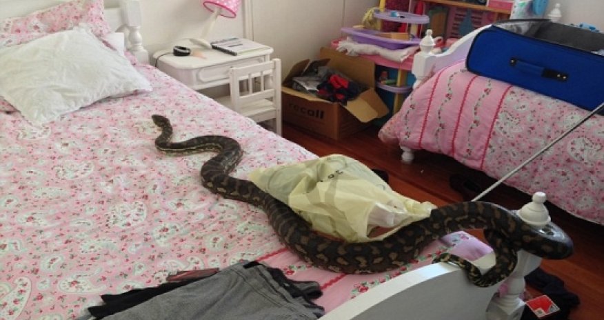 Horrifying moment a SNAKE bursts out of a bathroom light fitting - PHOTO+VIDEO