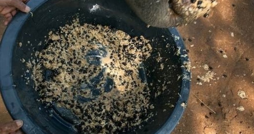 Dünyanın ən bahalı qəhvəsinin qeyri-adi tərkibi - FOTOLAR