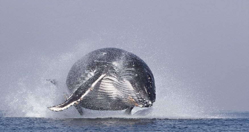 The whale who thought he could fly - PHOTO