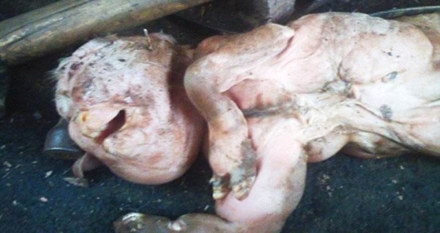 Why was this dead goat born with a head like a HUMAN baby's? - PHOTO