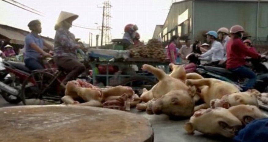 Inside the world of Vietnam's brutal dog-meat industry - PHOTO+VIDEO