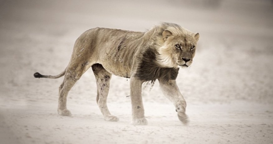 Stunning photos capture continent at its most wild and beautiful - PHOTO