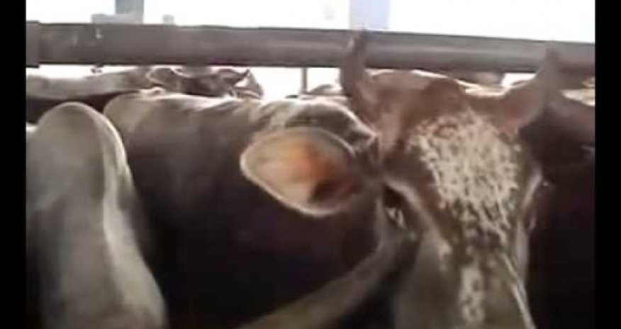 The disgusting treatment of dairy cows and their calves - VIDEO