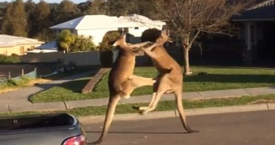 Two boxing kangaroos are captured on camera - VIDEO