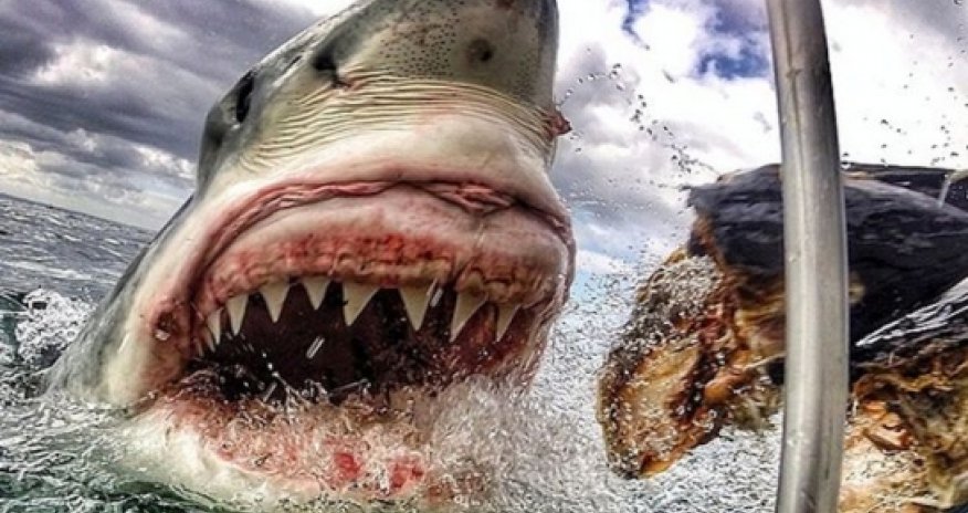 Is this the best shark picture EVER?