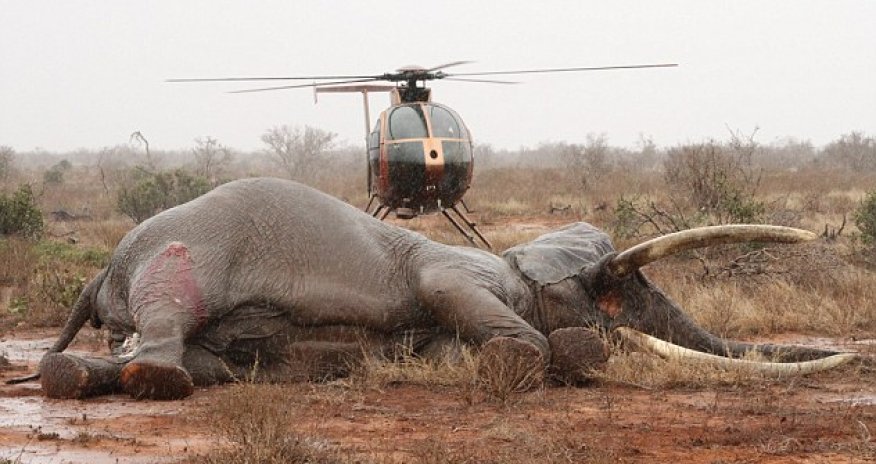 Saved from poachers - PHOTO+VIDEO