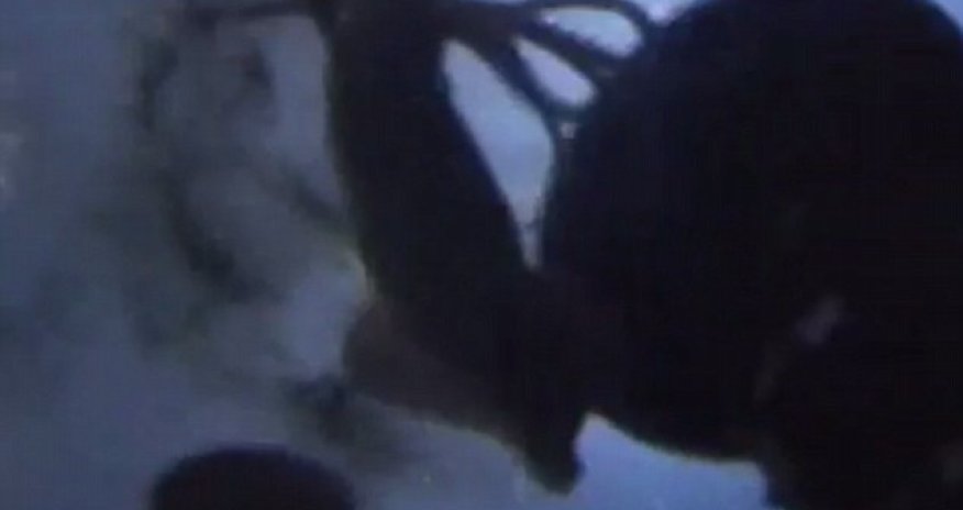 Attack of the giant squid - PHOTO+VIDEO