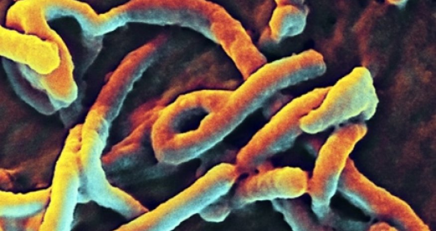 How to avoid catching Ebola