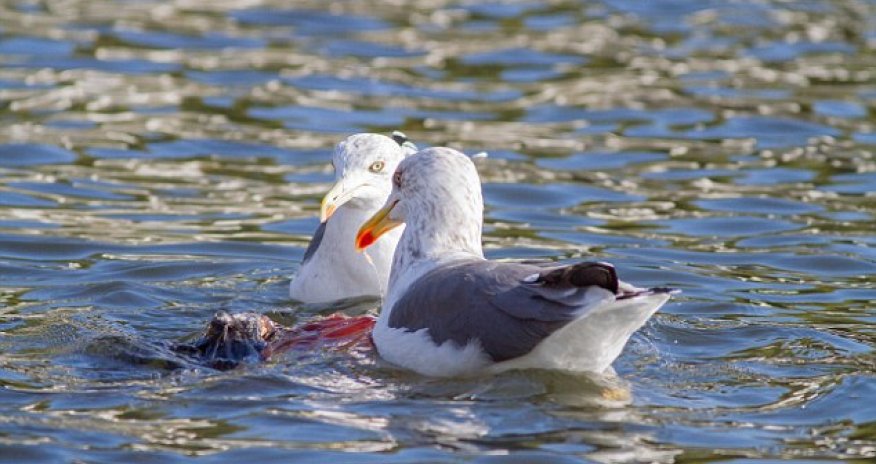 Killer seagull spotted drowning pigeons and EATING them - PHOTO+VIDEO