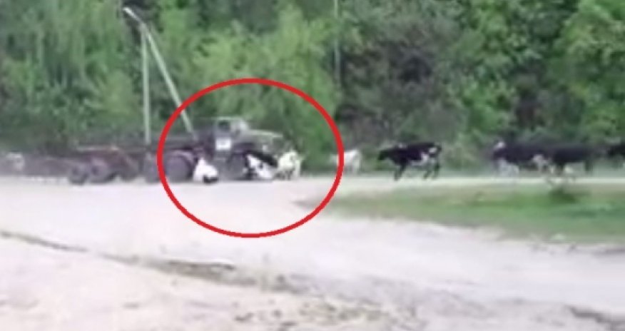 The Car Kills 10 Cows - VIDEO