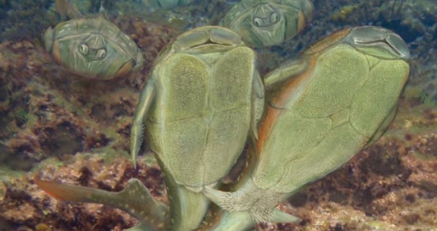 Ancient Scottish fish 'first to have sex' - BBC