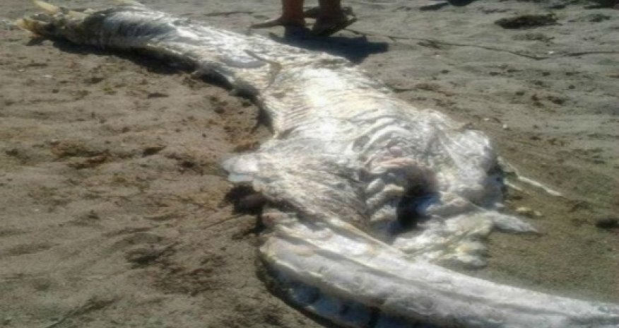 В Испании захоронили труп загадочного существа- ВИДЕО