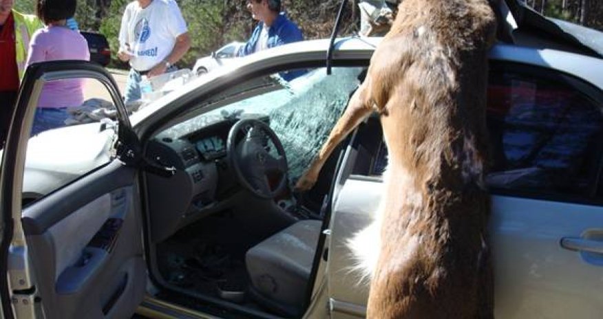 WARNING! Animals on the Road. Compilation - VIDEO