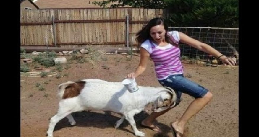 Crazy Ass Goat Terrorizes People in the streets - VIDEO