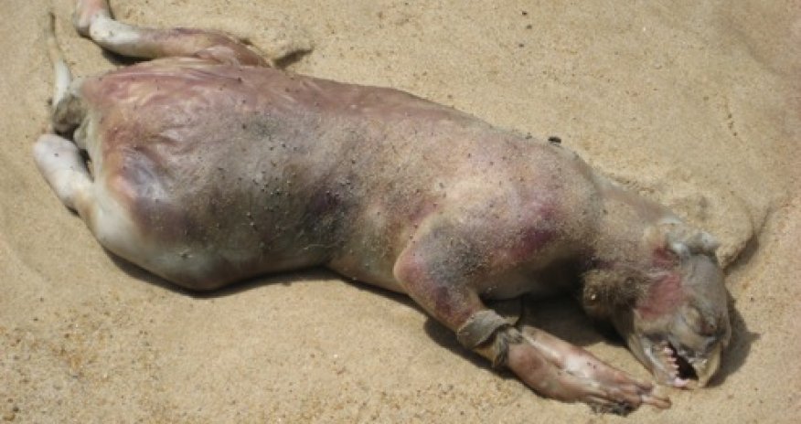 New 'Montauk Monster' spotted in Panama - PHOTO+VIDEO