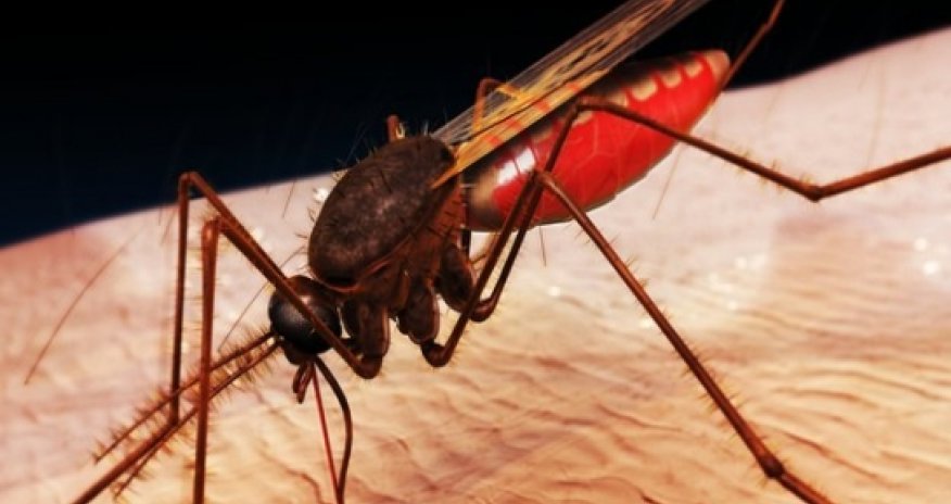 Fears that Ebola crisis will set back malaria fight