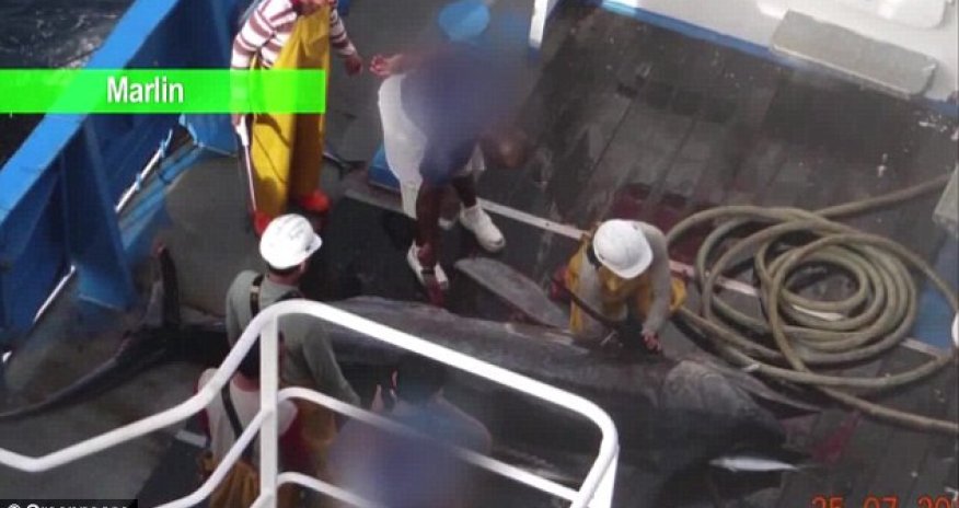 Greenpeace video shows horrific fishing methods used to catch fish - PHOTO+VIDEO