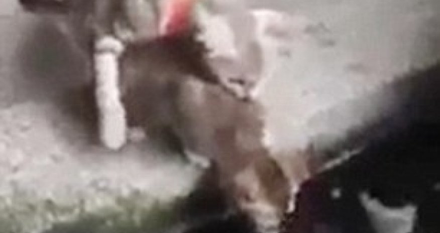 When fish strike back - PHOTO+VIDEO