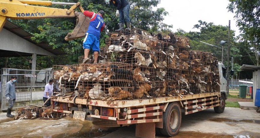 Dispatch from the frontline of the war against Thailand's medieval dog meat trade - PHOTO+VIDEO