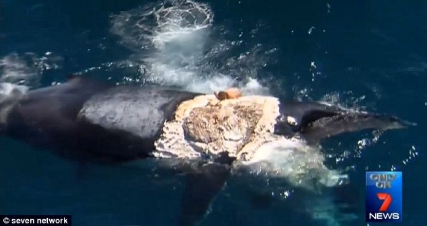 Man says he jumped ondead whale because he thought 'it would be funny' - PHOTO+VIDEO