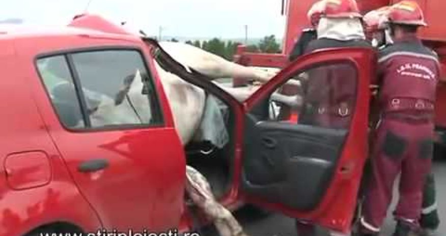Accident horse in car - PHOTO+VIDEO