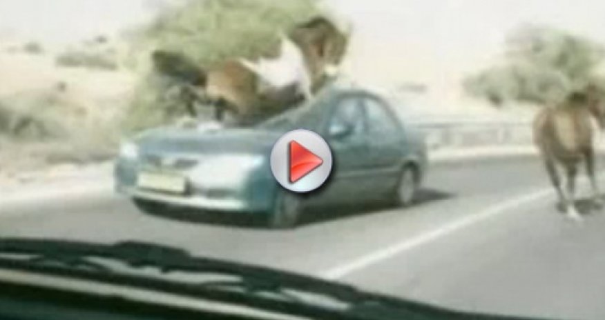 Horse runs over a car - VIDEO