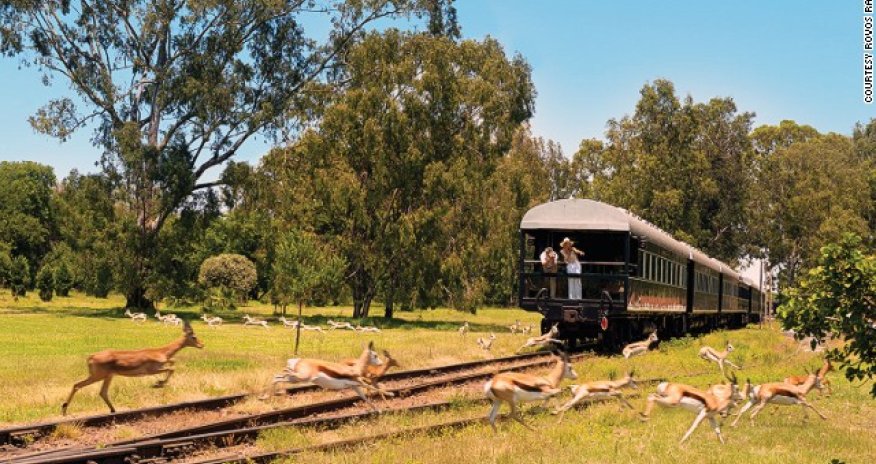 African animal-spotting on world's 'most luxurious train' - PHOTO