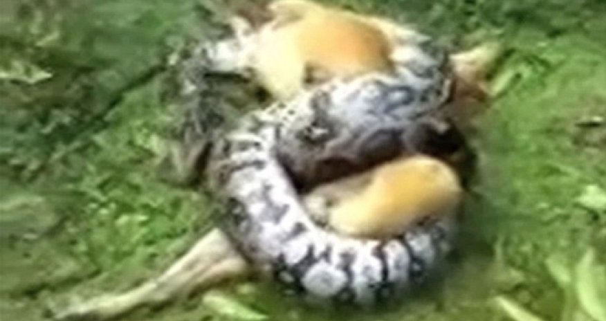 That's got me out of a tight squeeze! - VIDEO